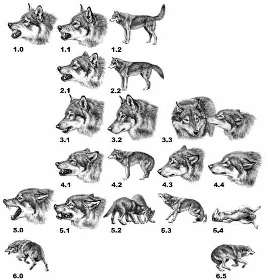 Illustration showing the possible combinations of aggressive, fearful, dominant and submissive behavior in social canines (From "Dog Language" by Roger Abrantes, illustration by Alice Rasmussen). Copyrighted illustration.