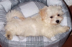 Puppy on its bed.
