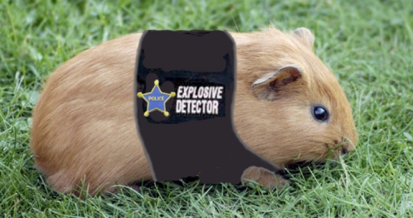 Police guinea pig? Not exactly yet, but who knows.  You could be the trainer of the first Guinea Pig tobacco and gunpowder detector.